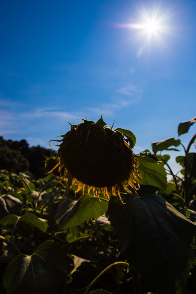 太陽の花