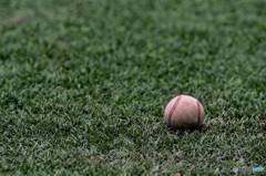 高校野球大好き