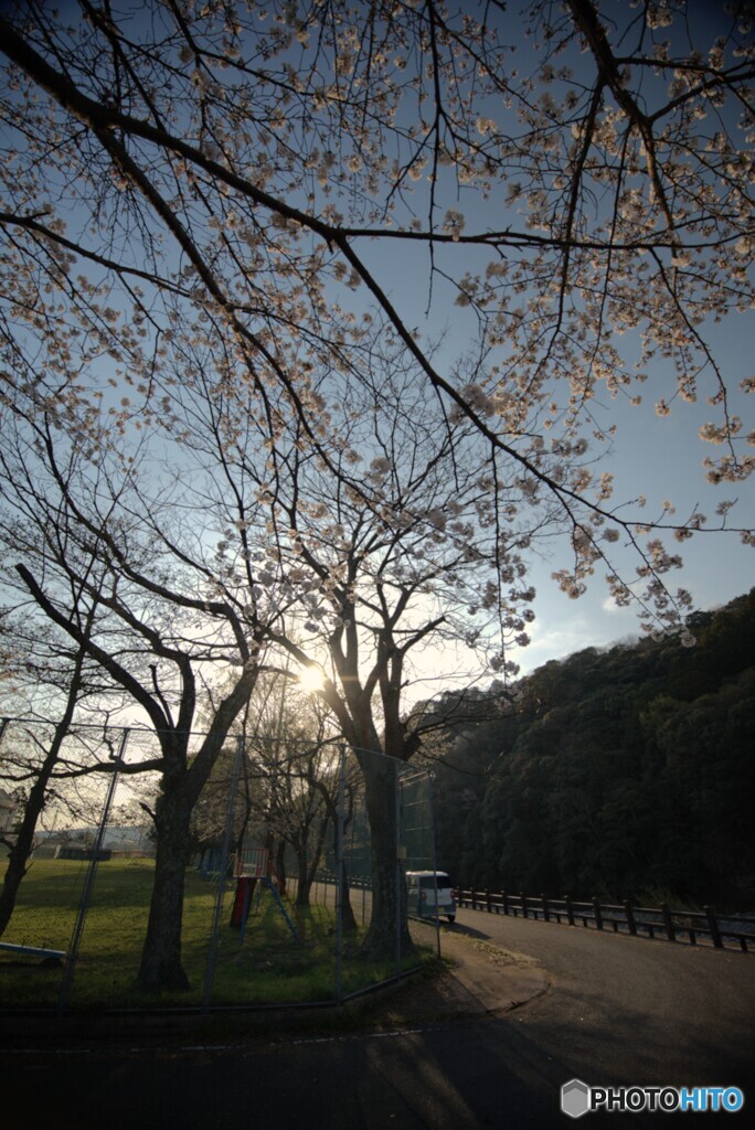 朝一さくら