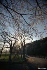 朝一さくら