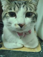 香箱座り