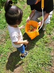 りんご狩