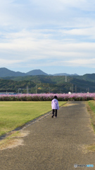朝の散歩2