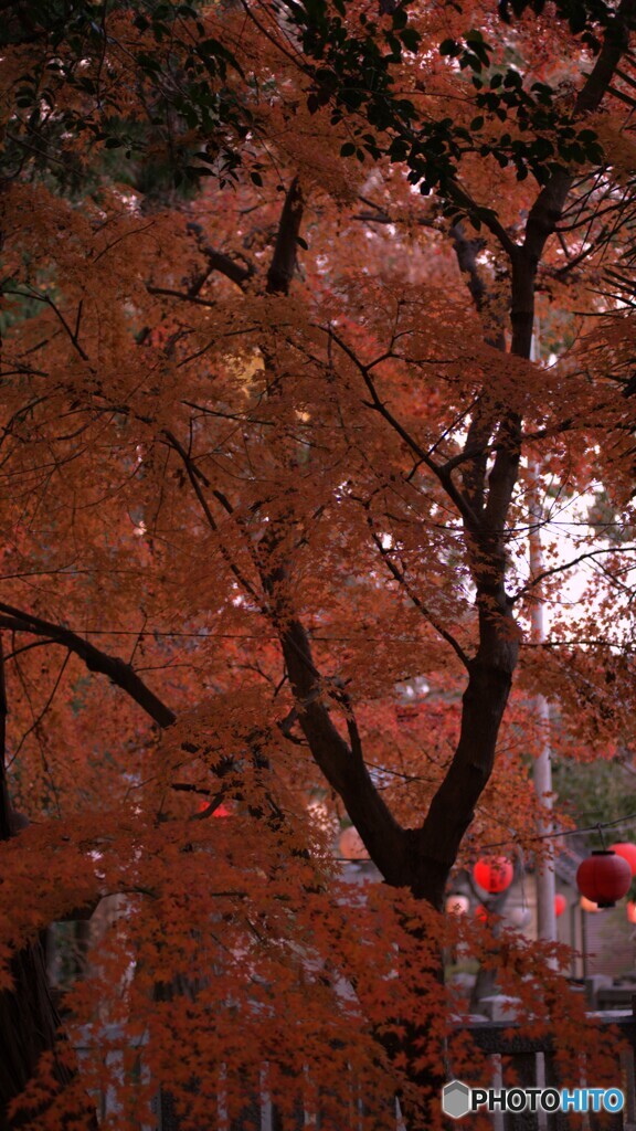 足切の紅葉3