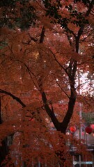 足切の紅葉3