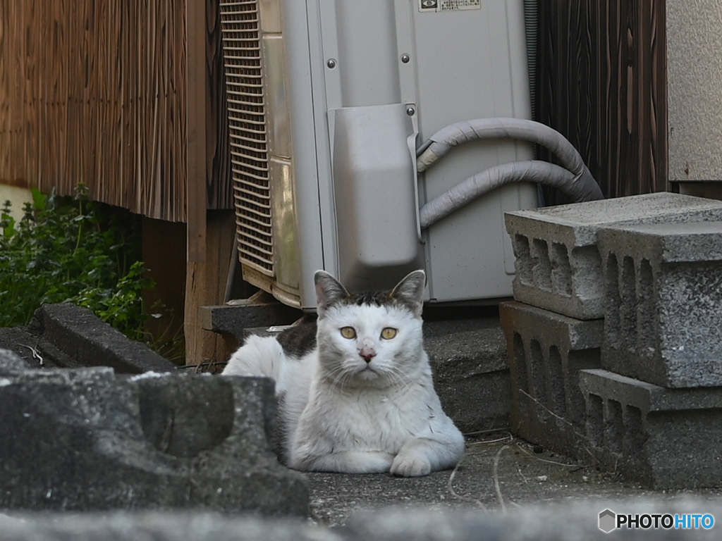 のらちゃん