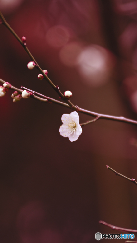 ume1