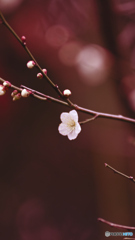 ume1
