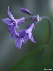 お花（＾＾。