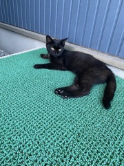 野良猫