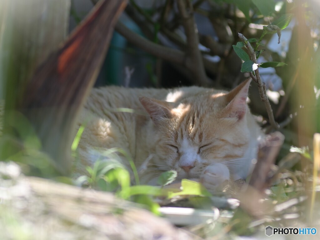 猫の楽園