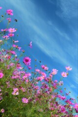 青空秋桜2