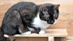 あんずちゃん