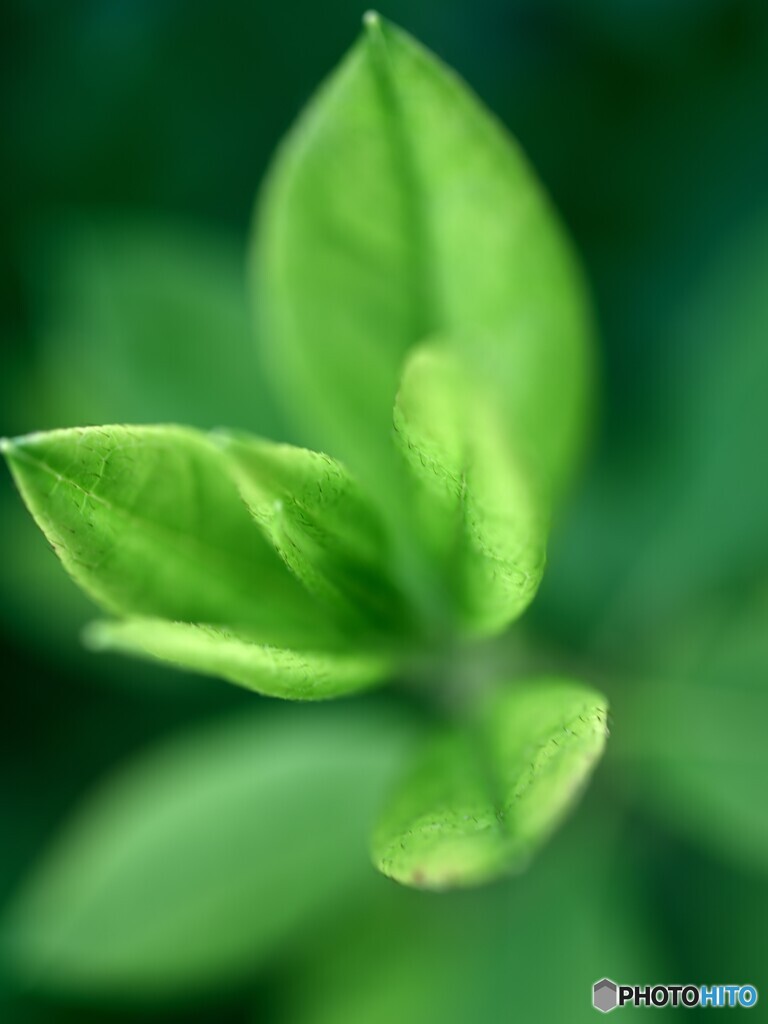 新芽（＾＾。