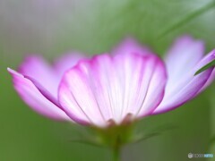 kosumosu