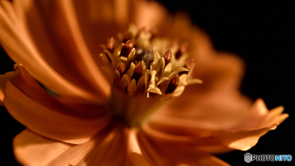 cosmos2