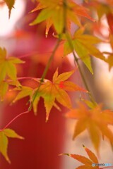 足切の紅葉2
