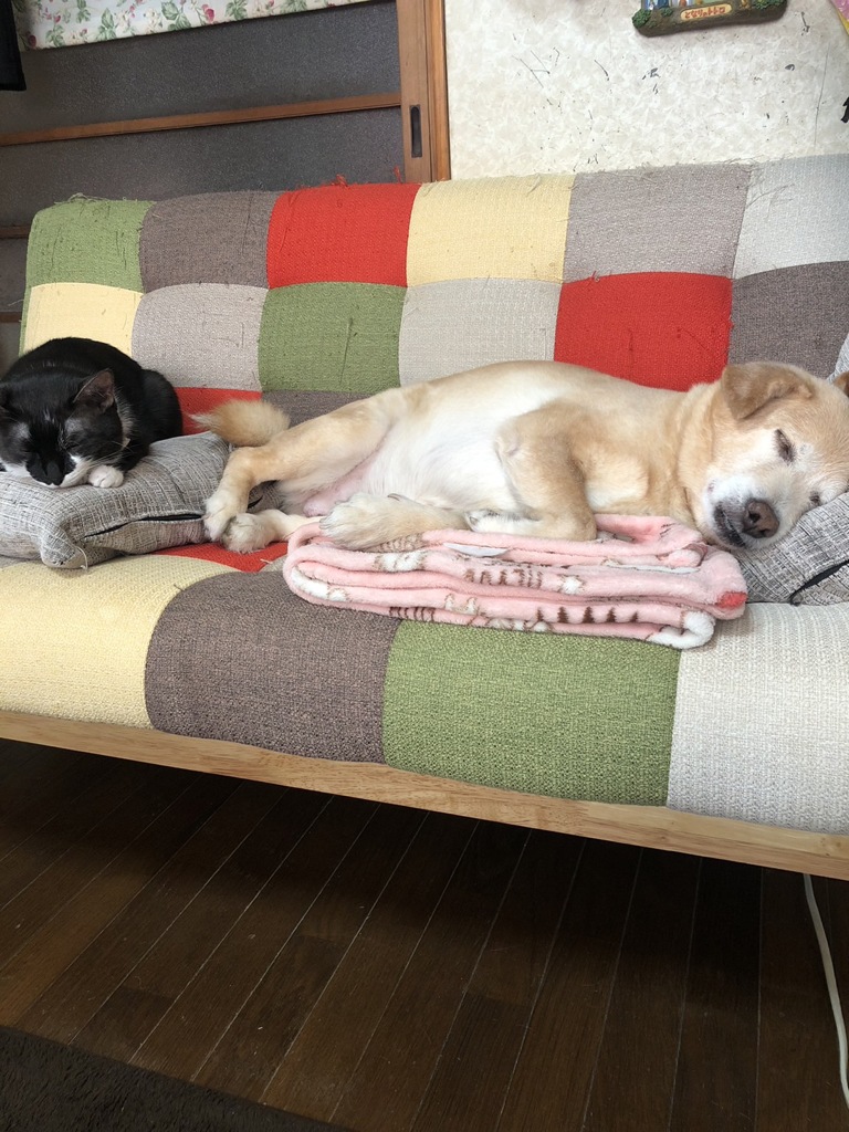 家族の日常