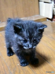 わんぱく2号
