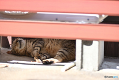 猫の楽園5