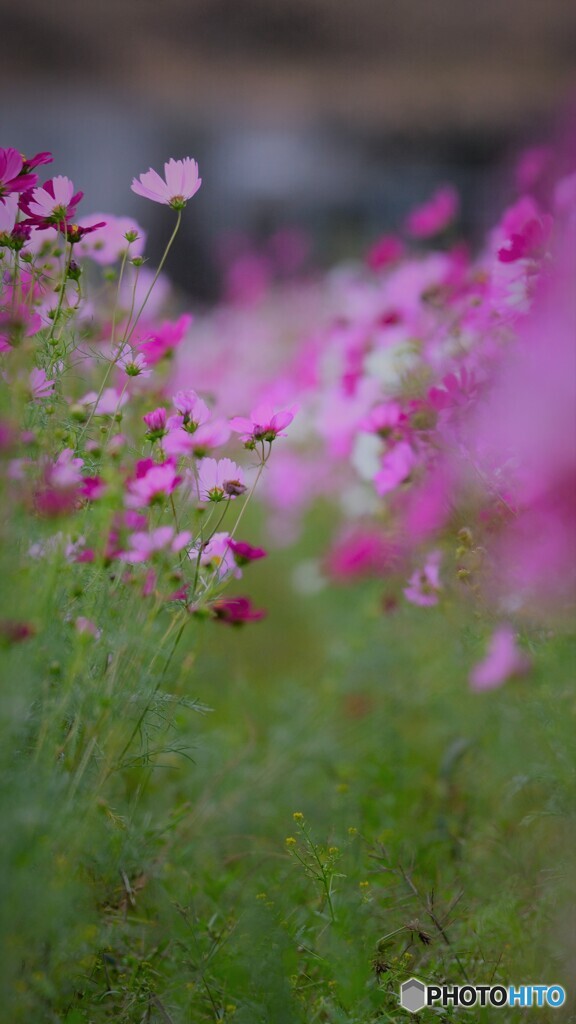 沢山秋桜３