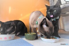 食いしん坊万歳（－＾＾＝