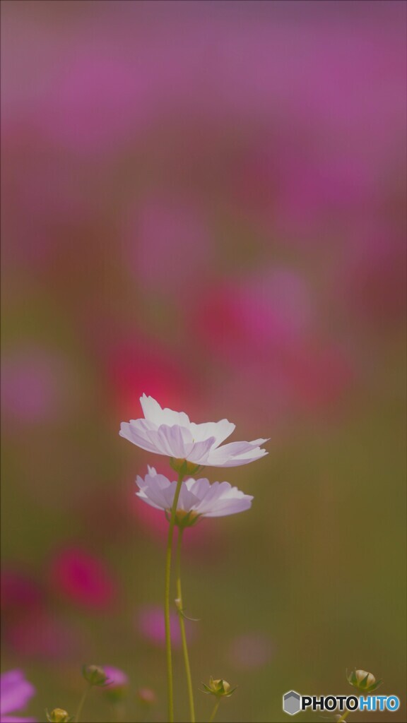 白い秋桜