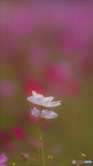 白い秋桜