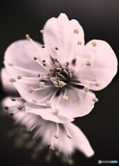 庭の梅2（＾＾。