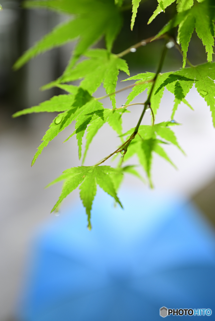Sanpo