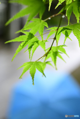 Sanpo