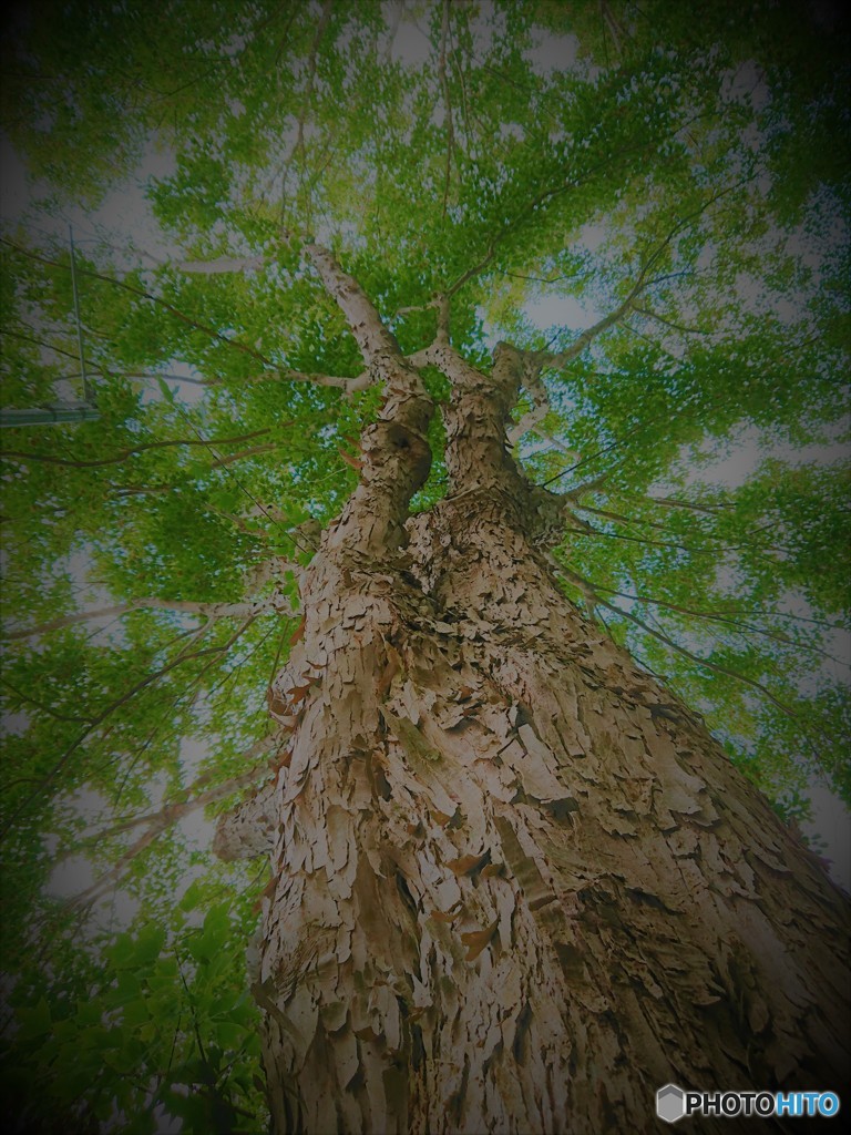 変わった木
