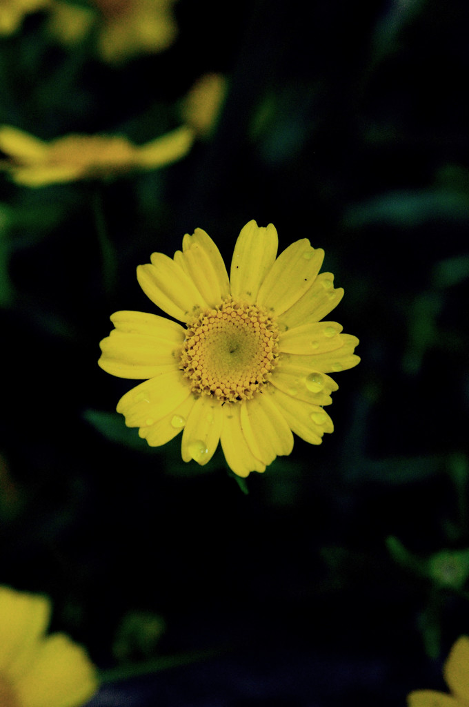 黄色い花＾＾