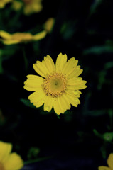 黄色い花＾＾