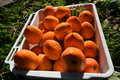 干し柿にします