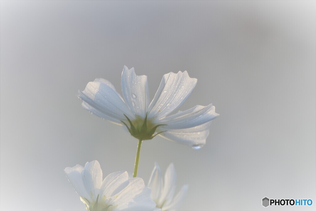 朝秋桜3