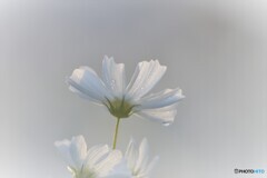 朝秋桜3