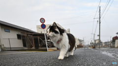 雨上がりん
