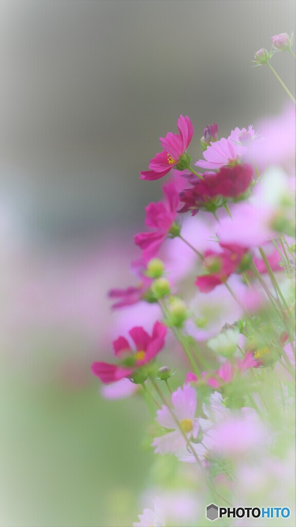 沢山秋桜