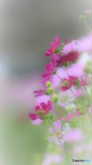 沢山秋桜