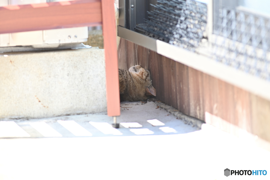 猫の楽園4