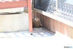 猫の楽園4
