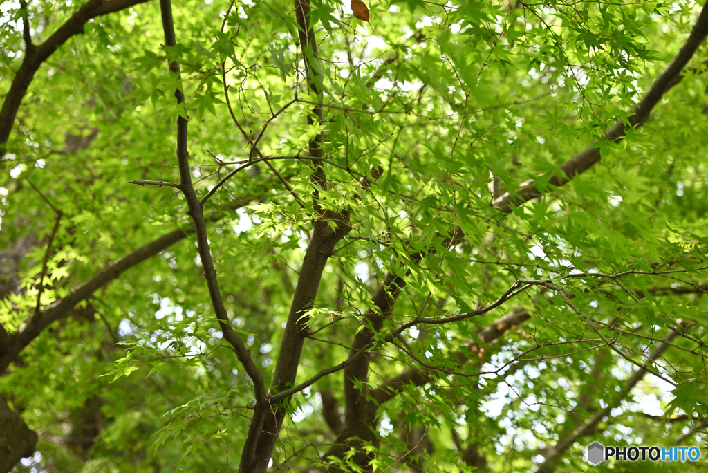 涼しげな