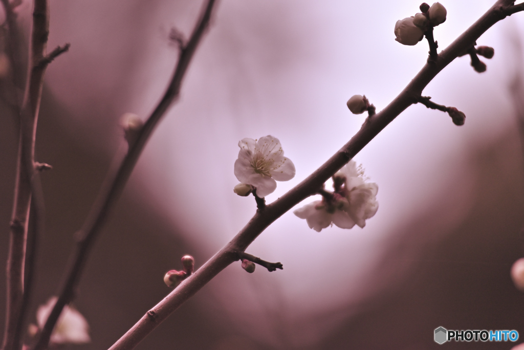 ume2