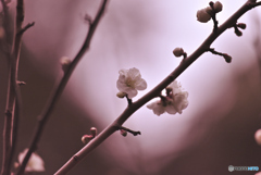 ume2