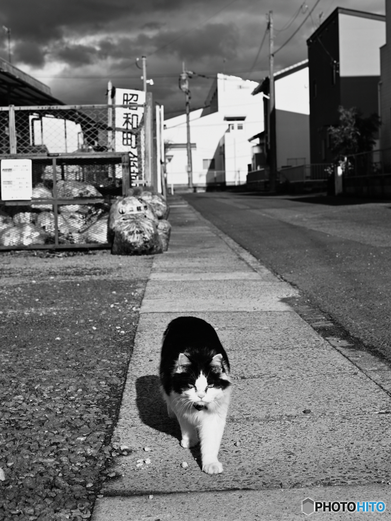 いつもの散歩（＾＾