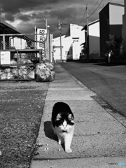 いつもの散歩（＾＾