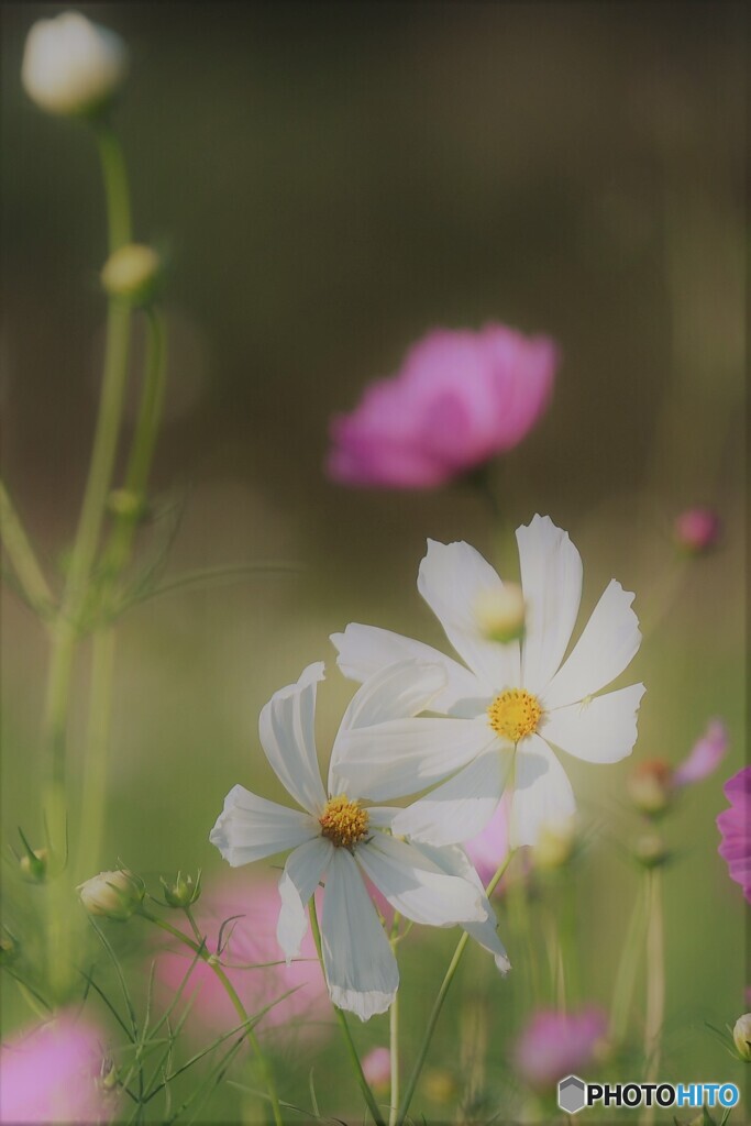 秋桜１