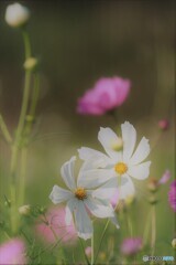 秋桜１