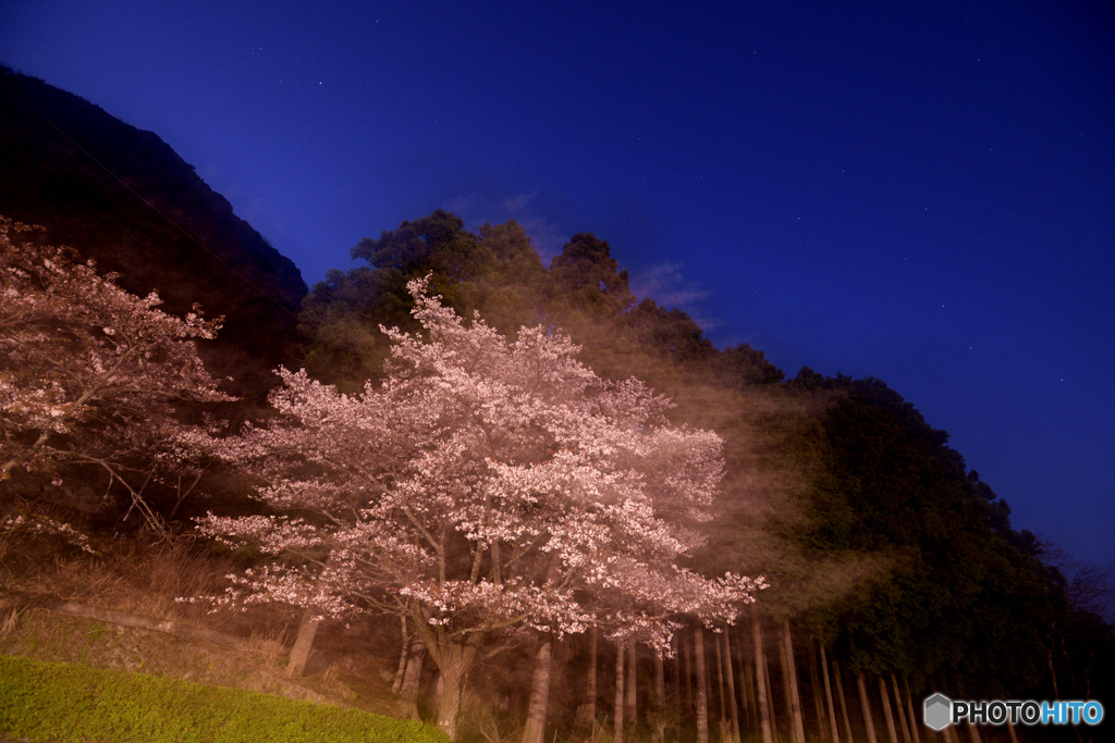 桜と北斗七星